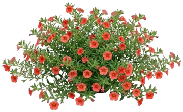 Superbells Coralina cut-out illustration