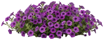 Superbells Grape Punch cut-out illustration