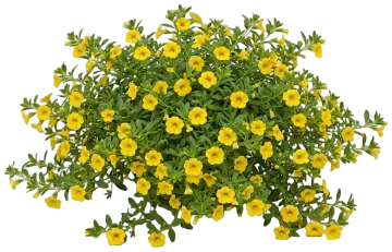 Superbells Yellow cut-out illustration
