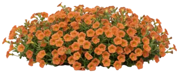Calibrachoa cut-out illustration