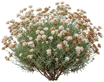 California Buckwheat cut-out illustration