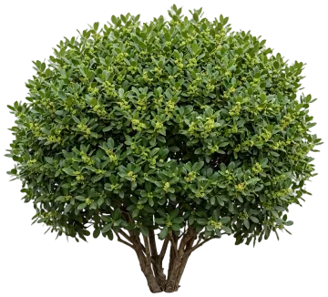 California Coffeeberry cut-out illustration