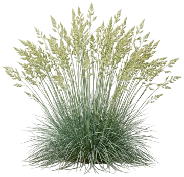 California Fescue cut-out illustration