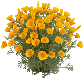 Yellow California Poppy cut-out illustration