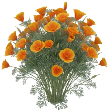 California Poppy cut-out illustration