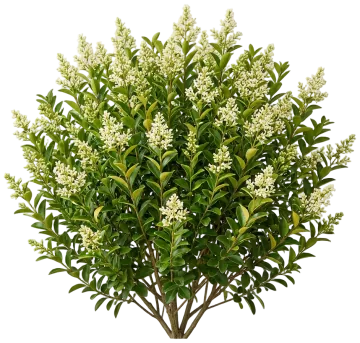 California Privet cut-out illustration