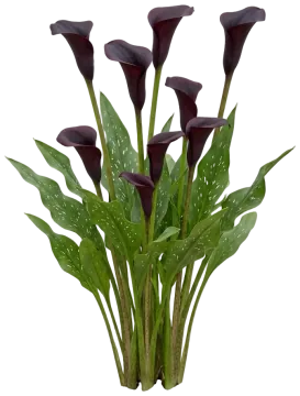 Black Star Calla cut-out illustration