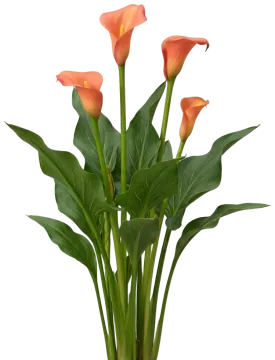 Mango Calla cut-out illustration