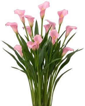 Pink Calla cut-out illustration