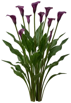 Purple Calla cut-out illustration