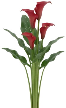 Red Calla cut-out illustration