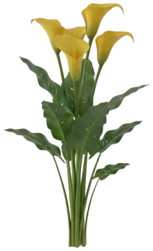 Yellow Calla cut-out illustration