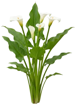 Calla Lily cut-out illustration