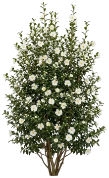 Autumn Rocket Camellia cut-out illustration