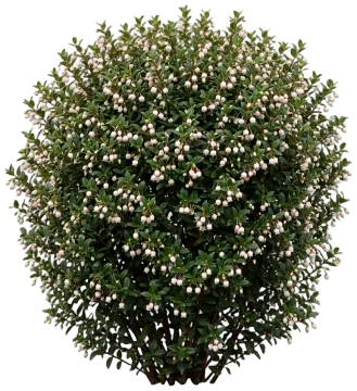 Candybox Chilean Guava cut-out illustration