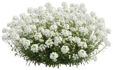 Candytuft cut-out illustration