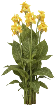Tropicanna Gold cut-out illustration