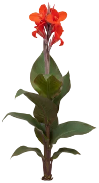 Canna Lily cut-out illustration