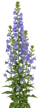Blue Canterbury Bells cut-out illustration