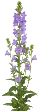 Lavender Canterbury Bells cut-out illustration