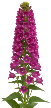 Pink Canterbury Bells cut-out illustration