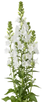 White Canterbury Bells cut-out illustration