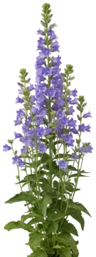 Canterbury Bells cut-out illustration