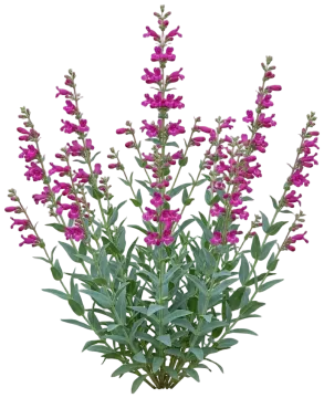 Canyon Penstemon cut-out illustration