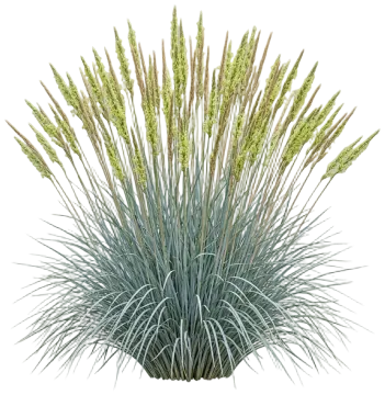 Canyon Prince Wild Rye cut-out illustration