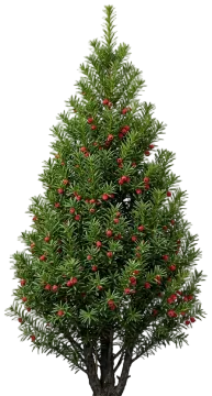 Capitata Japanese Yew cut-out illustration