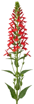 Cardinal Flower cut-out illustration