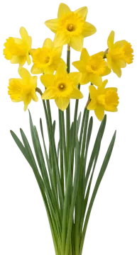 Carlton Daffodil cut-out illustration