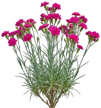 Carnation cut-out illustration