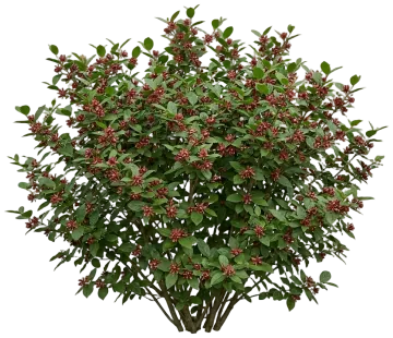Carolina Allspice cut-out illustration