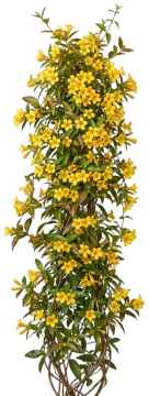 Carolina Jessamine cut-out illustration