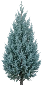 Carolina Sapphire Arizona Cypress cut-out illustration