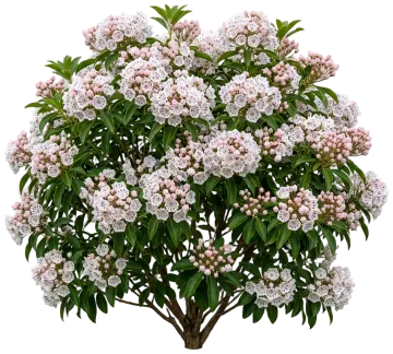Carousel Mountain Laurel cut-out illustration