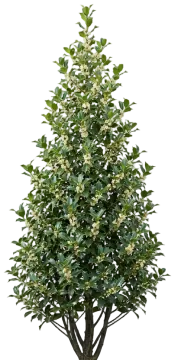 Castle Spire Blue Holly cut-out illustration