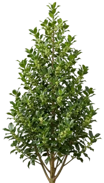 Castle Wall Blue Holly cut-out illustration