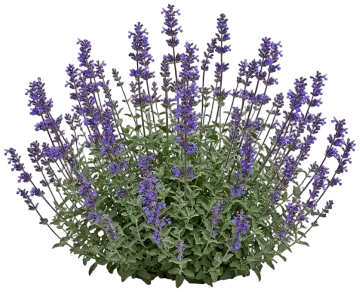 Cat's Pajamas Catmint cut-out illustration