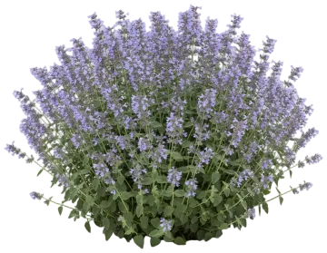 Catmint cut-out illustration