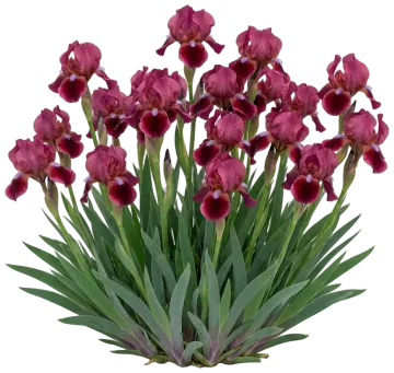 Cat's Eye Dwarf Bearded Iris cut-out illustration