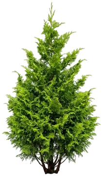 Cedar Rapids False Cypress cut-out illustration