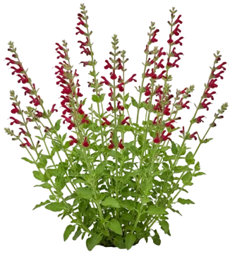 Cedar Sage cut-out illustration