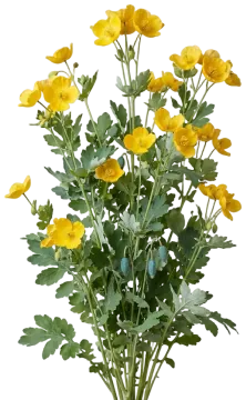 Celandine Poppy cut-out illustration