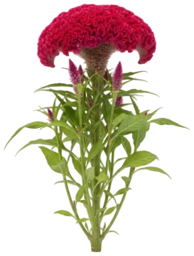 Cockscomb Magenta cut-out illustration