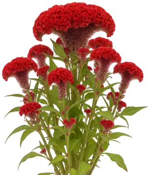 Cockscomb Red cut-out illustration