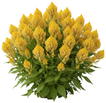 Cockscomb Yellow cut-out illustration