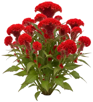 Celosia cut-out illustration