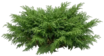 Celtic Pride Siberian Cypress cut-out illustration